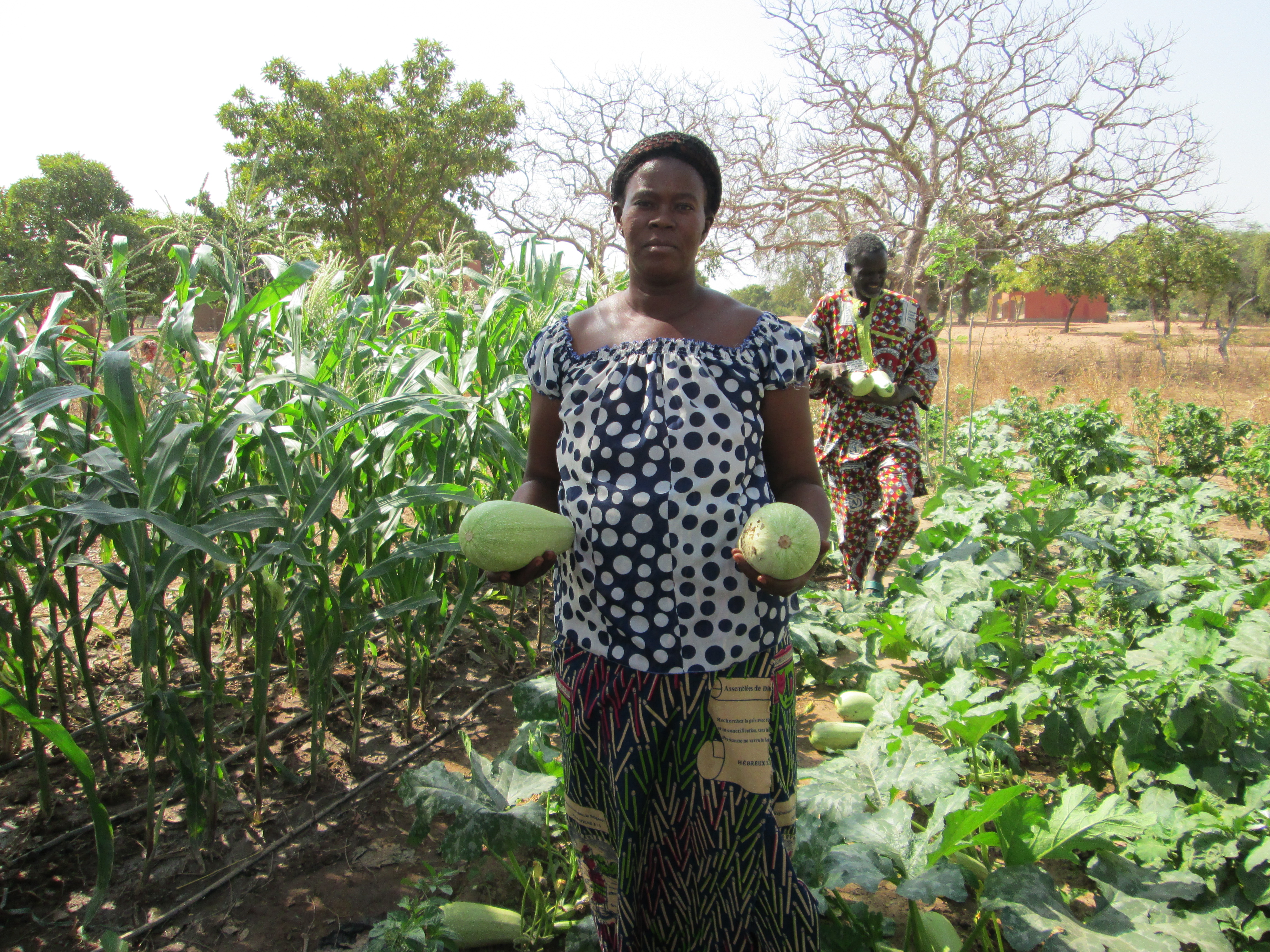 Afrikaanse vrouw met meloenen in veld