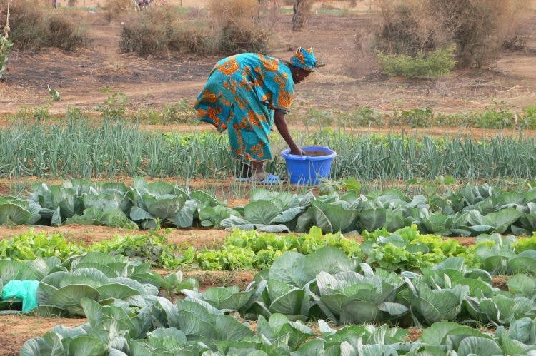 Vrouw aan het werk in de moestuin