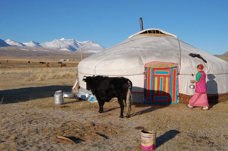 Een yak en een vrouw voor een klassieke nomadentent in Mongolië.