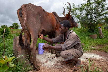 Een man melkt een koe in Malawi.