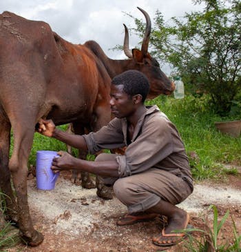 Een man melkt een koe in Malawi.