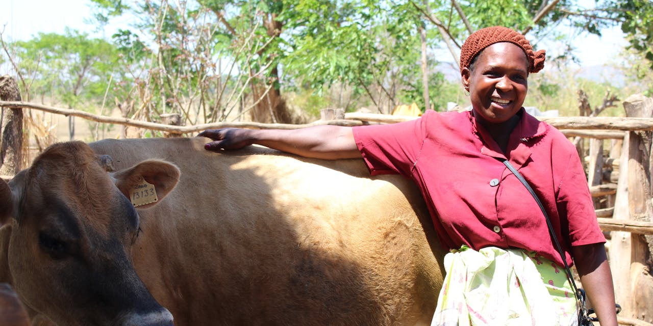 Een vrouw in Malawi poseert lachend met een koe.