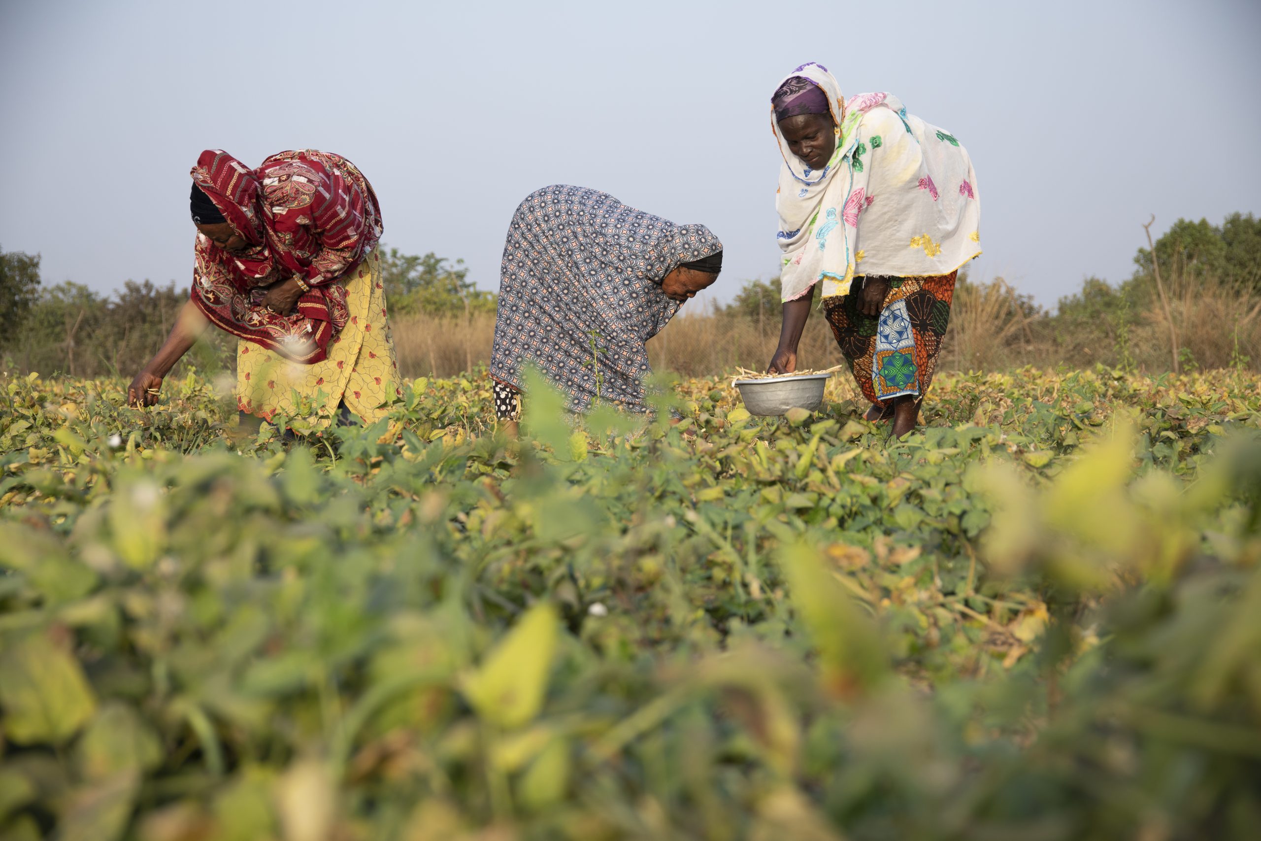 Drie moeders aan het werk in de groentetuin van een school in Ghana.