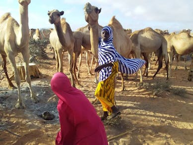 Twee meisjes bij hun kudde kamelen in Somalië.