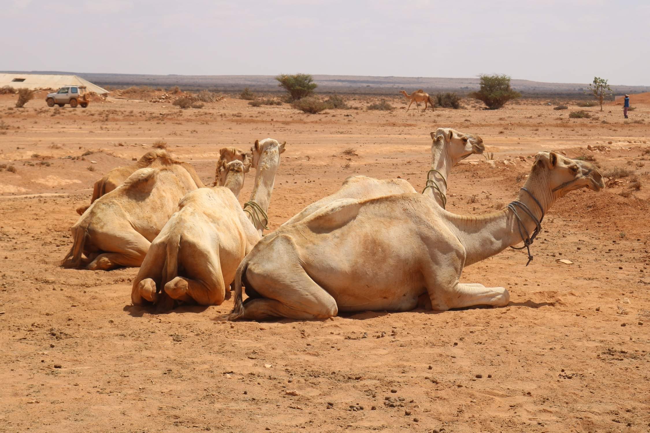 5 kamelen die in Somalië voor melk moeten zorgen liggen in de zon.