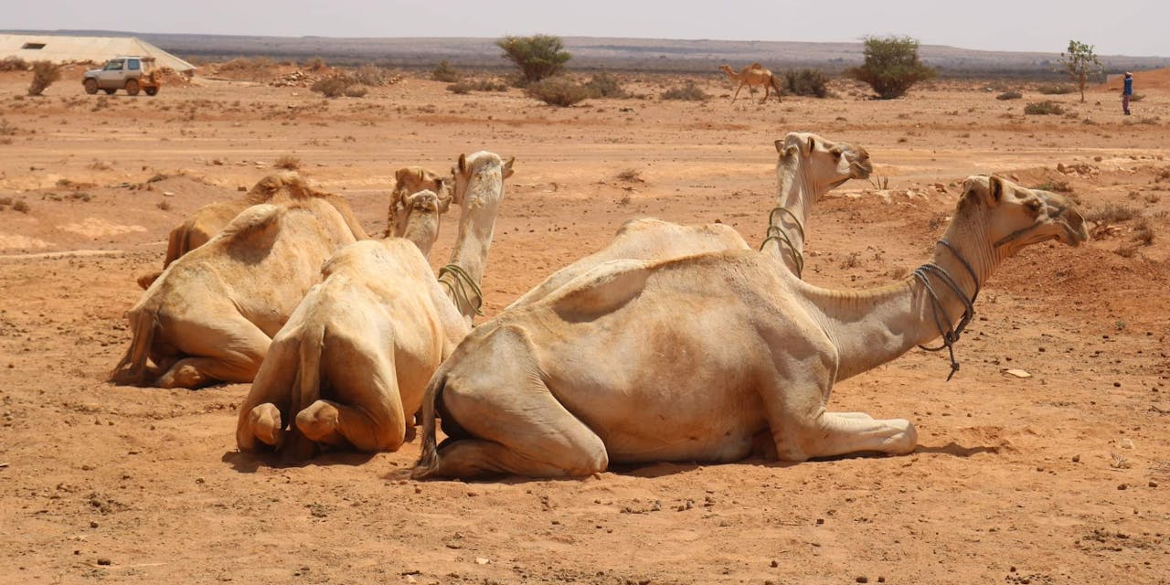 5 kamelen die in Somalië voor melk moeten zorgen liggen in de zon.
