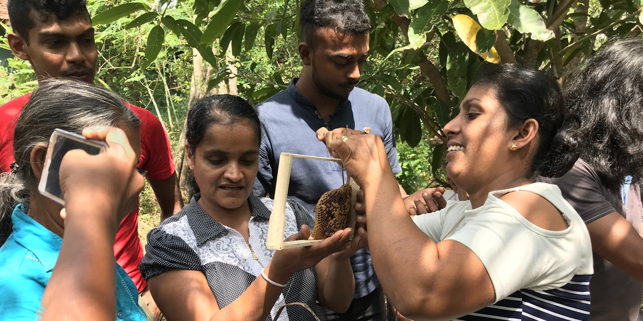 Honing als middel tegen armoede in Sri Lanka.