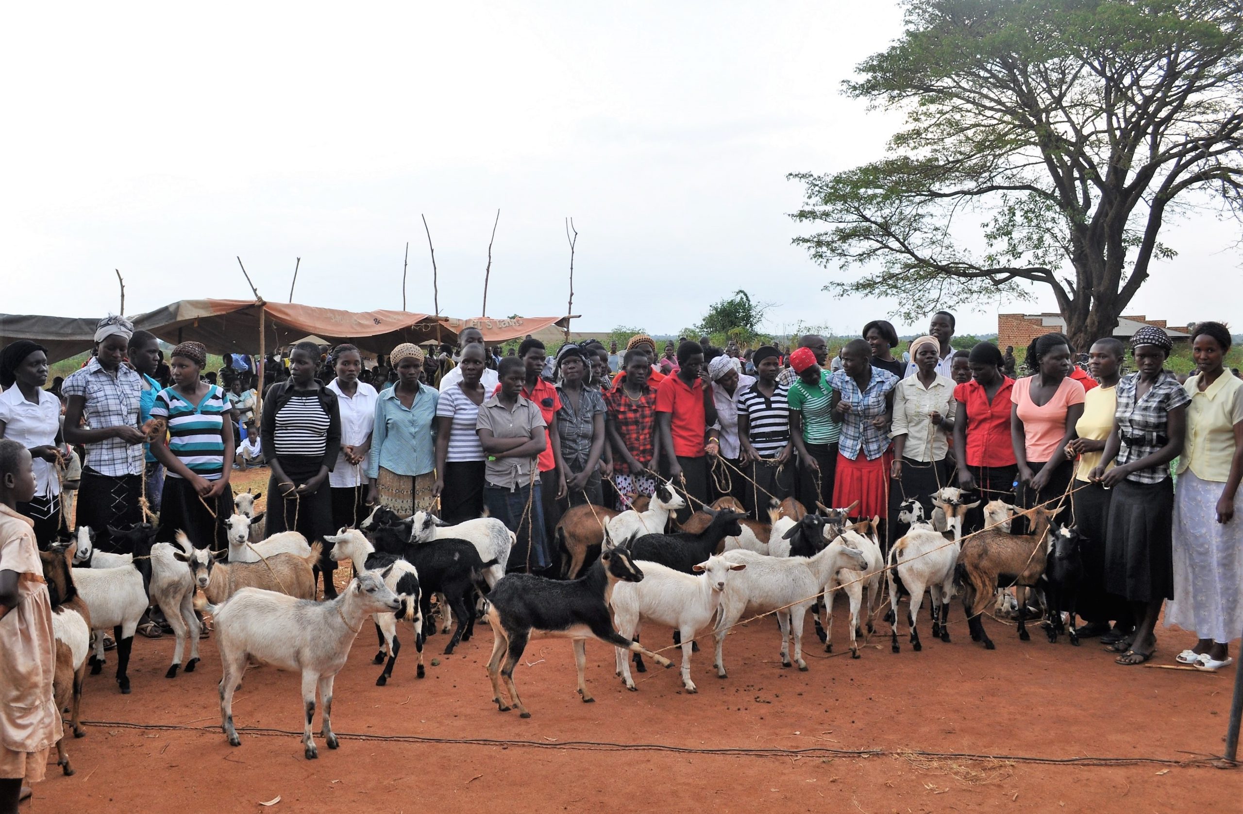 Overhandiging van de geiten in Oeganda