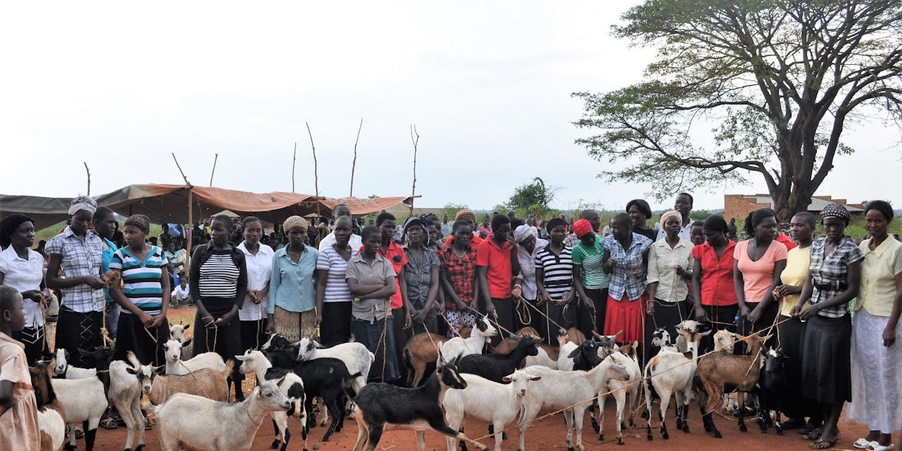 Overhandiging van de geiten in Oeganda