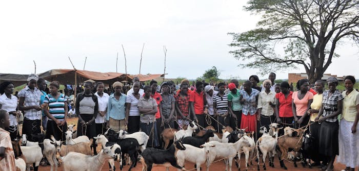 Overhandiging van de geiten in Oeganda
