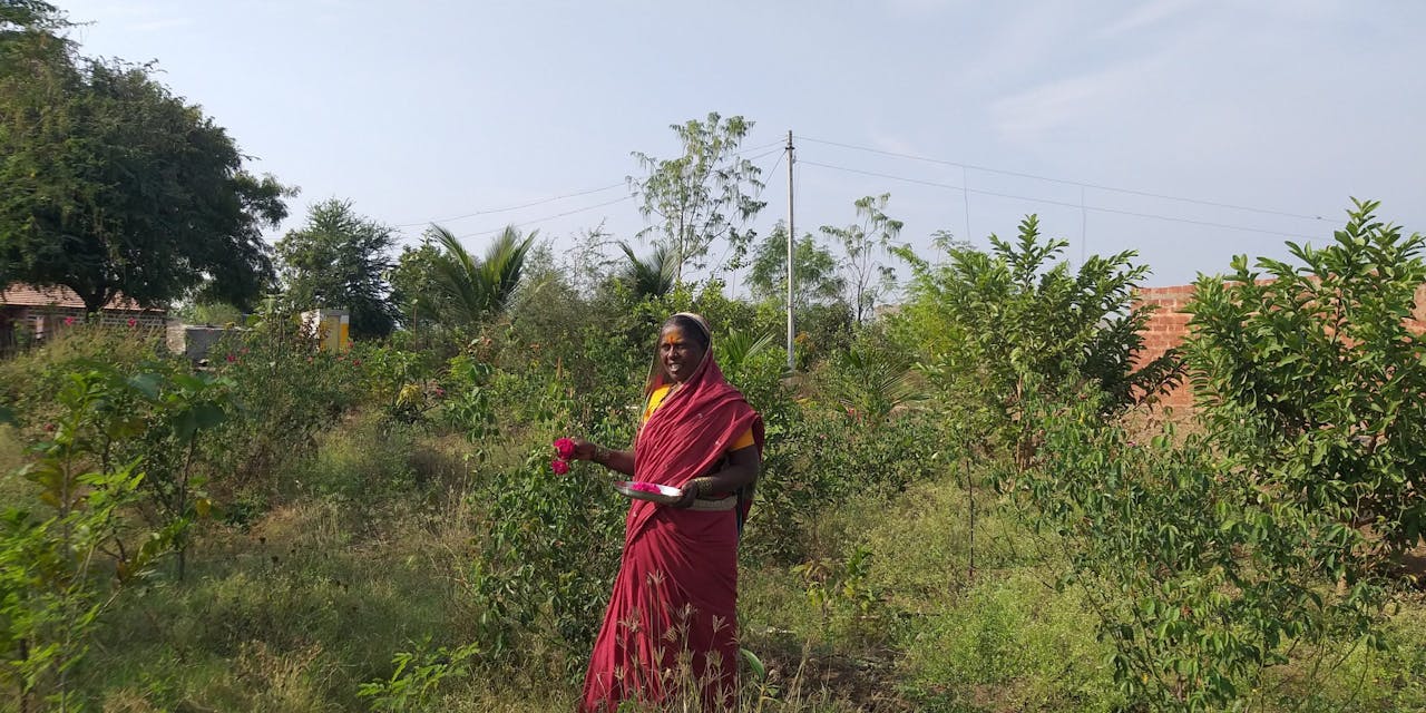 Een vrouw loopt tussen pas geplante bomen door in India.