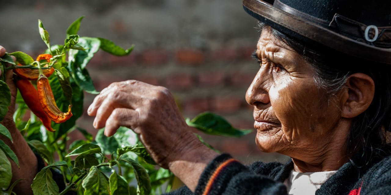 Een vrouw plukt groenten in haar moestuin in Peru.
