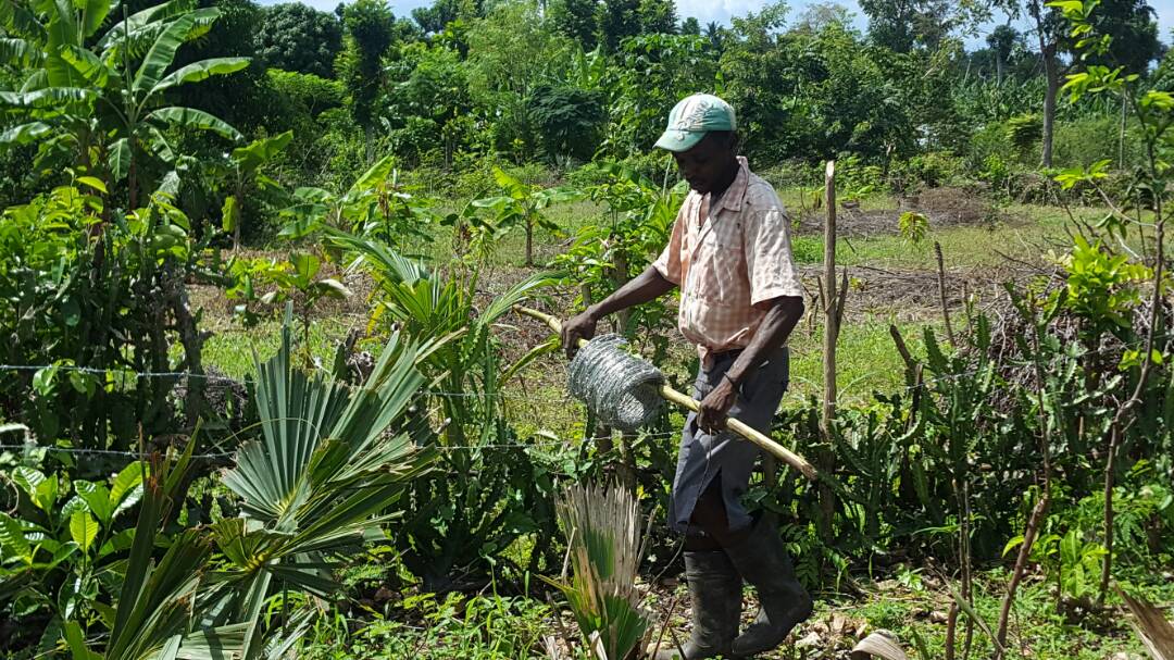 Een man aan het werk in een tuin in Haïti