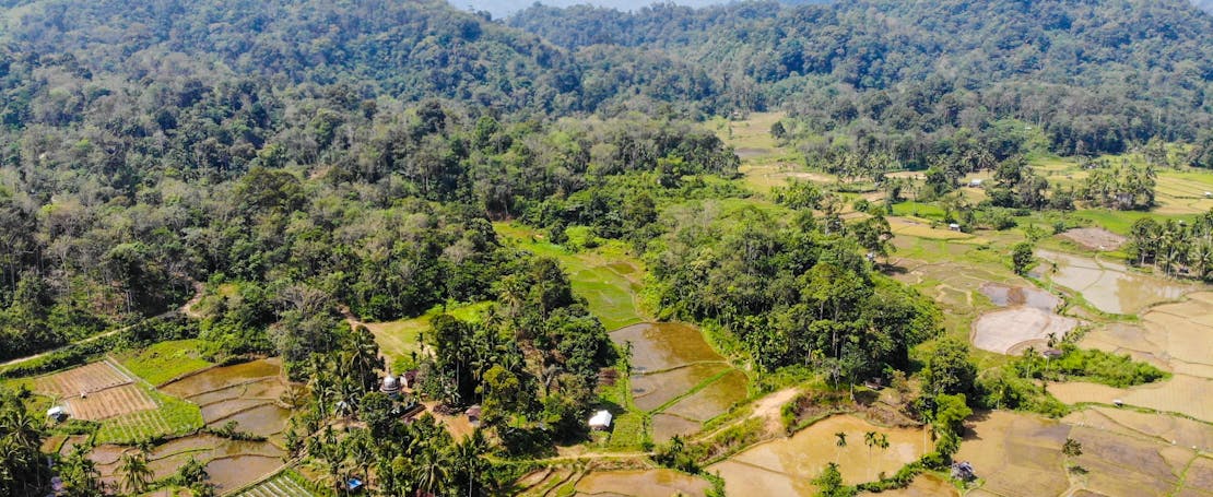 Regenwoud in Indonesië