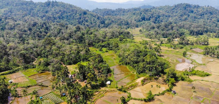 Regenwoud in Indonesië