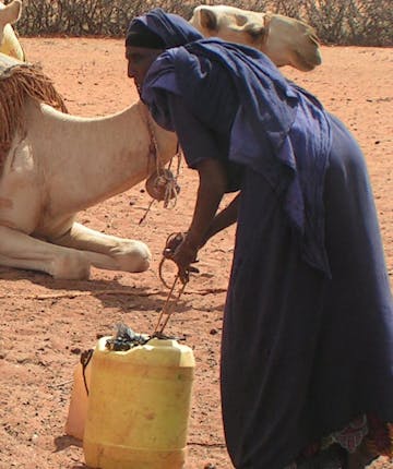 Een vrouw geeft water aan kamelen in Kenia.