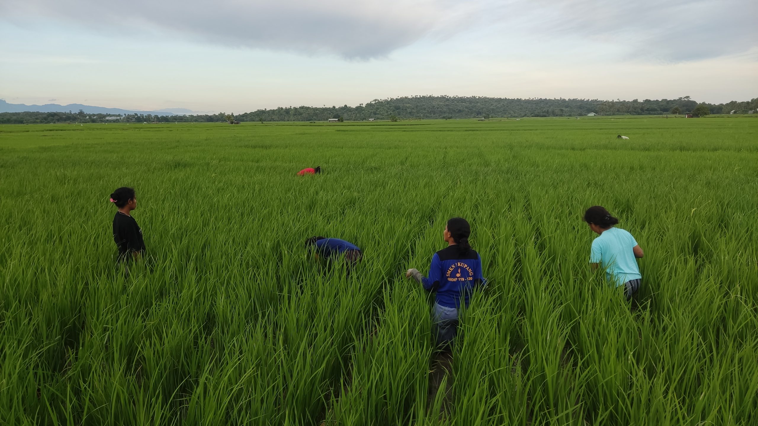 Een groep mensen aan het werk in een veld in Indonesië.