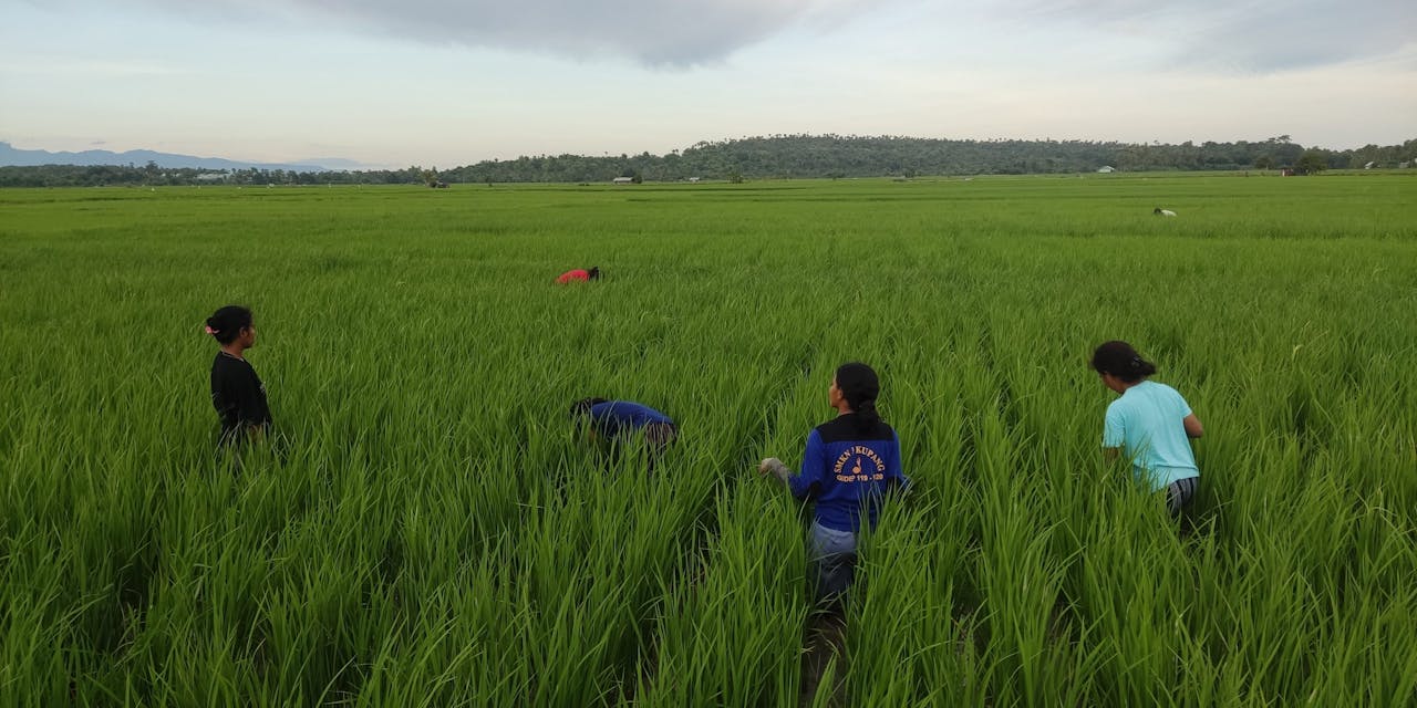 Een groep mensen aan het werk in een veld in Indonesië.