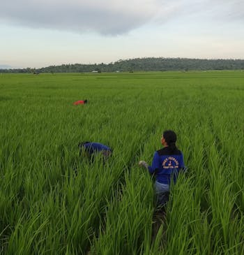 Een groep mensen aan het werk in een veld in Indonesië.