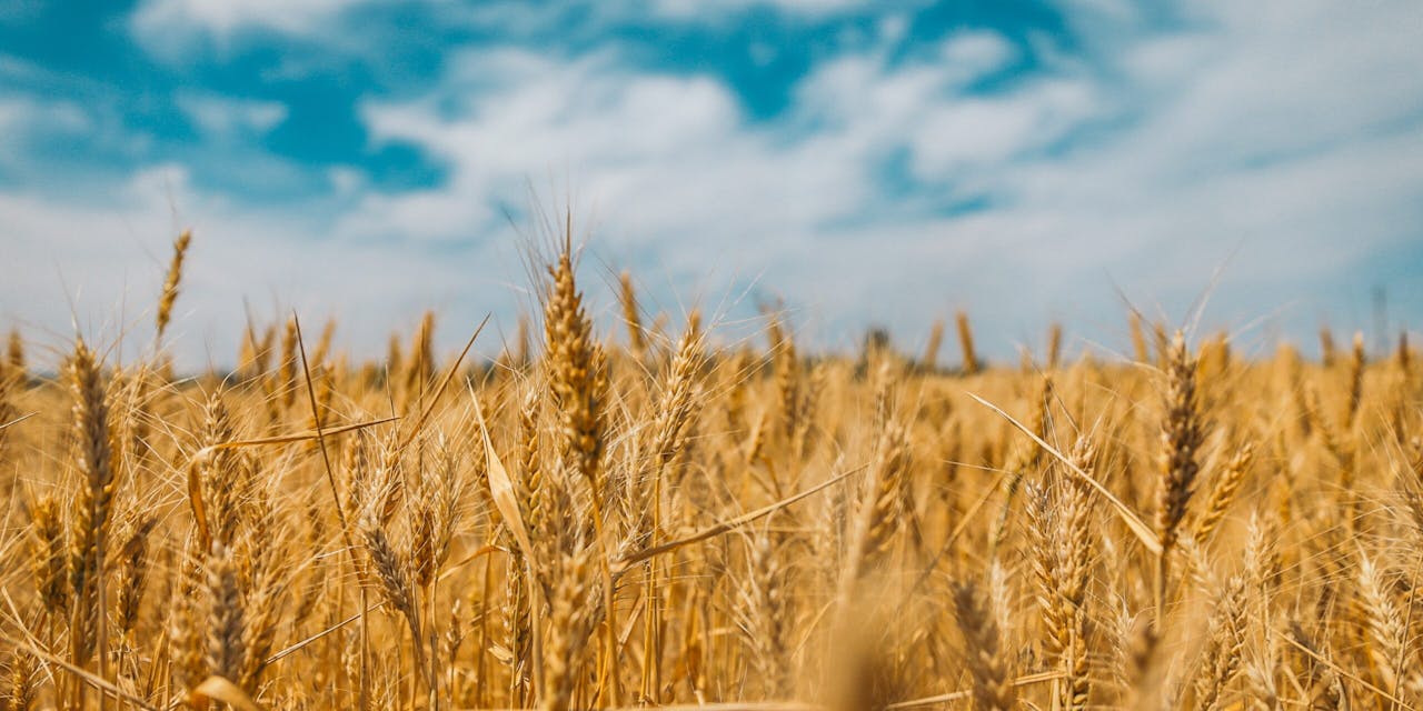 Een graanveld in Oekraïne