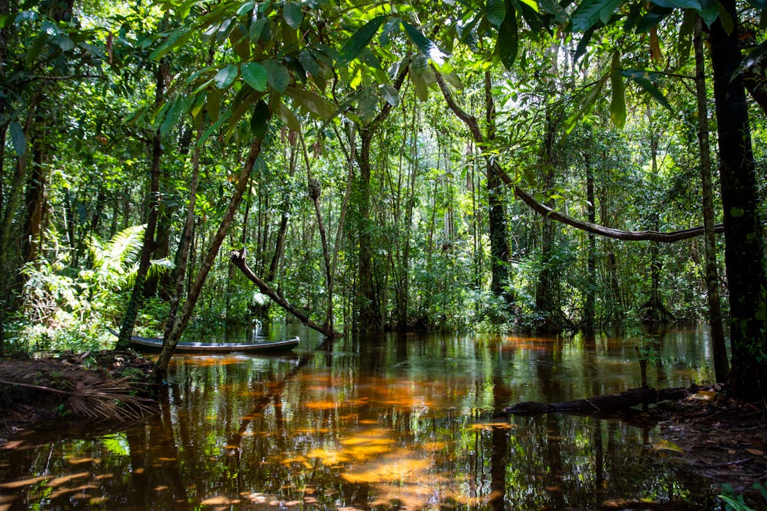 Bescherming van het Amazonegebied in Brazilië | Wilde Ganzen