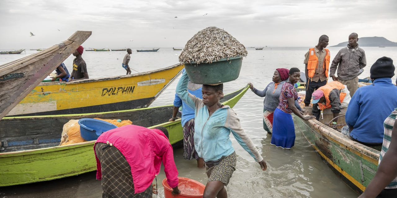 Een vrouw waadt naar de kant met een emmer vol vis op haar hoofd in Kenia.