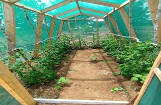 Cassave en paprika planten in een groententuin in Kenia