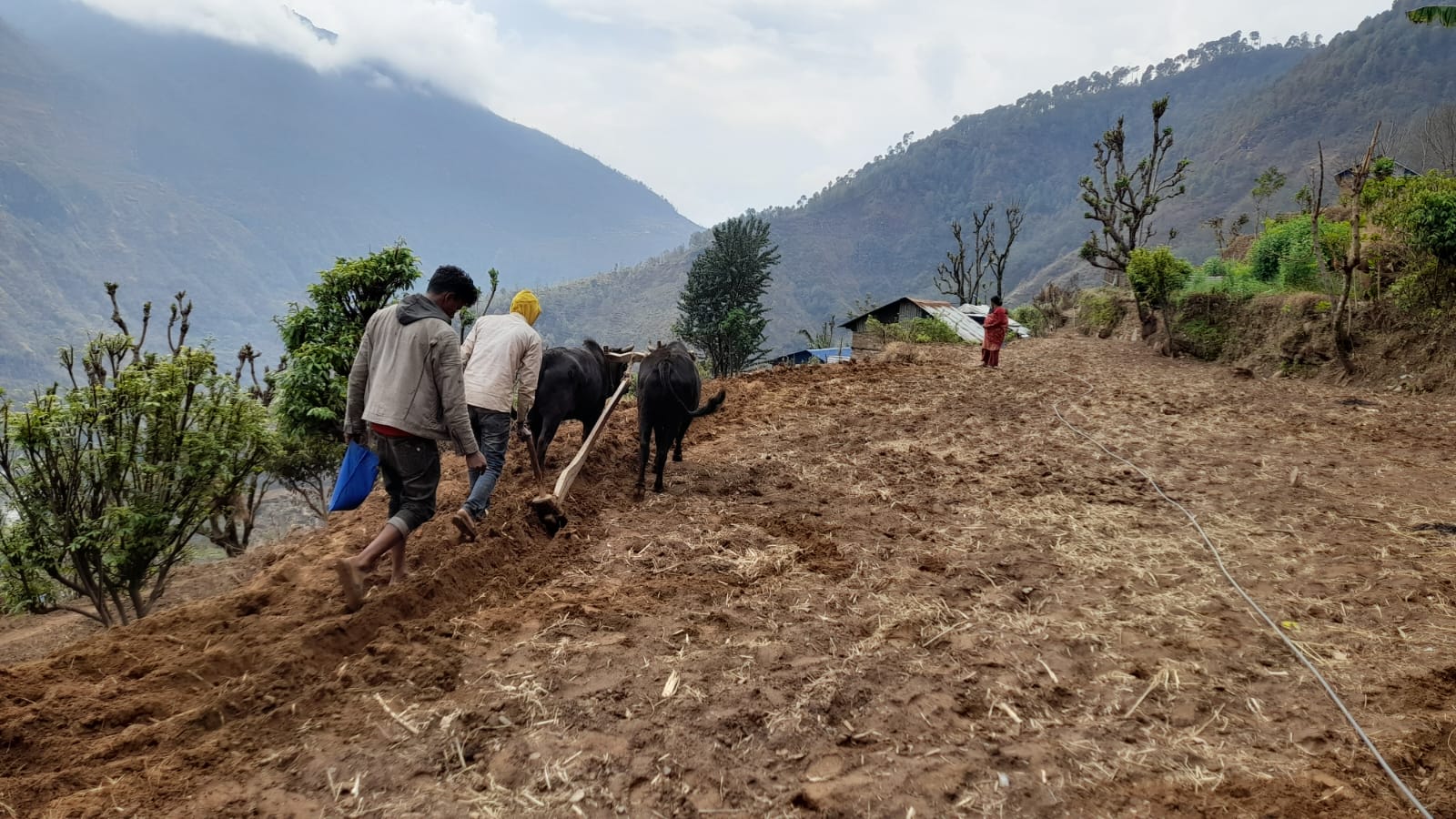 In Nepal ploegen twee jongens met ossen de grond voor waterfaciliteit