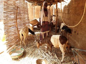 Een vrouw in Burkina Faso staat bij haar schapen